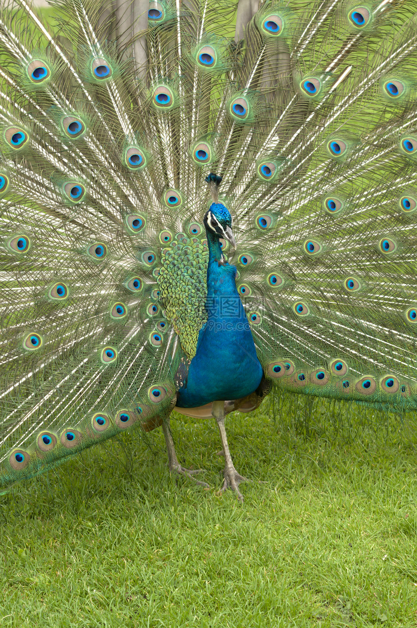 印度皮禽男性绿色眼睛求爱车轮孔雀蓝色展示图片