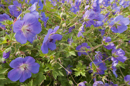 原金花的布什蓝色荒野衬套斑点紫色粉色木头背景图片