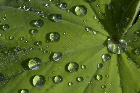 树叶上的雨滴叶子宏观绿色植物背景图片