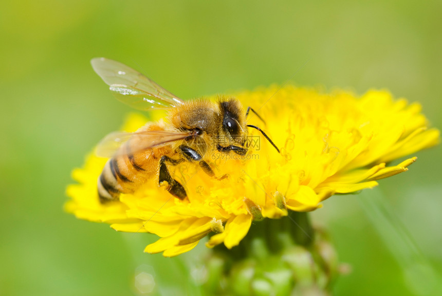蜜蜂和花朵野生动物蜂蜜花瓣园艺工作工人花园生态翅膀享受图片