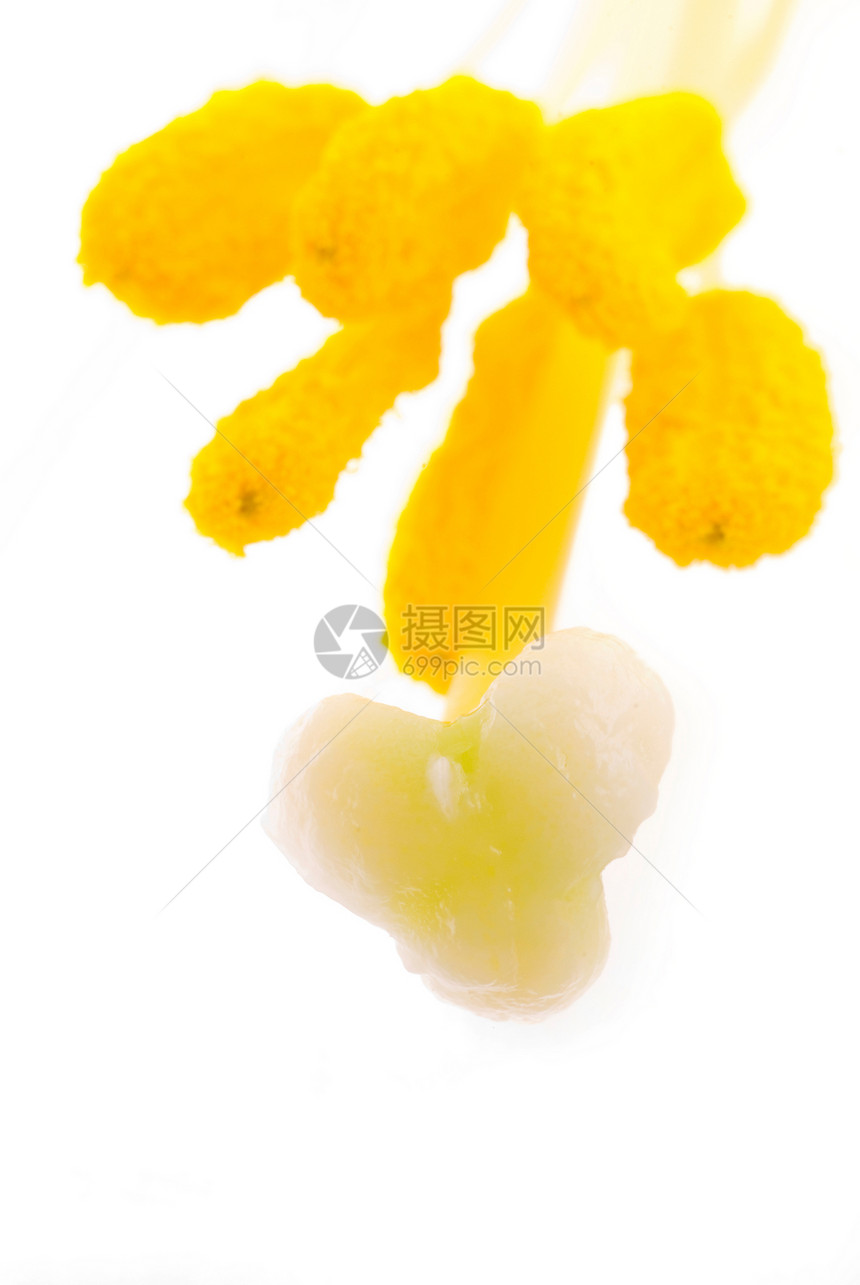 白百丽花内衣橙子花粉雌蕊黄色白色美丽宏观花瓣植物图片