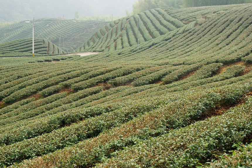 山上的茶树植物农田爬坡热带叶子种植园旅游生长栽培季节图片