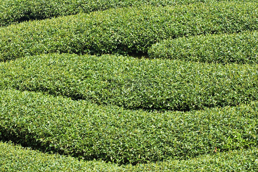 茶树一行爬坡植物场地土地农业栽培旅游地貌种植园草地图片