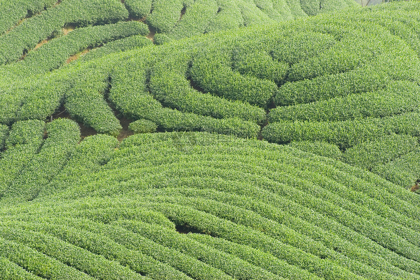 复杂的陆地形态和茶叶树栽培农田草地生长风景爬坡土地种植园场景季节图片