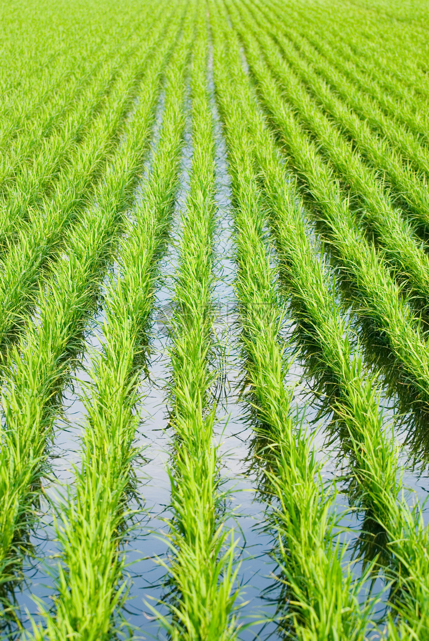 绿野季节农村稻田种植园线条农田植物生长晴天草地图片