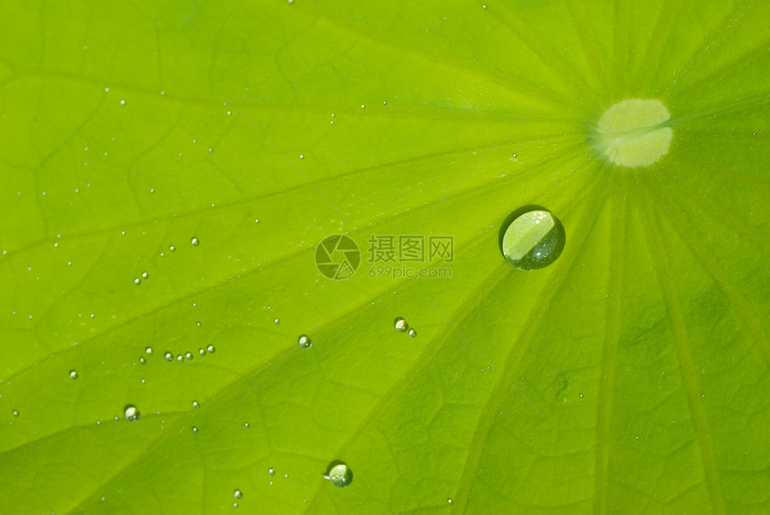 含露水的海水叶雨滴软垫宏观叶子植物植物学飞沫绿色热带图片