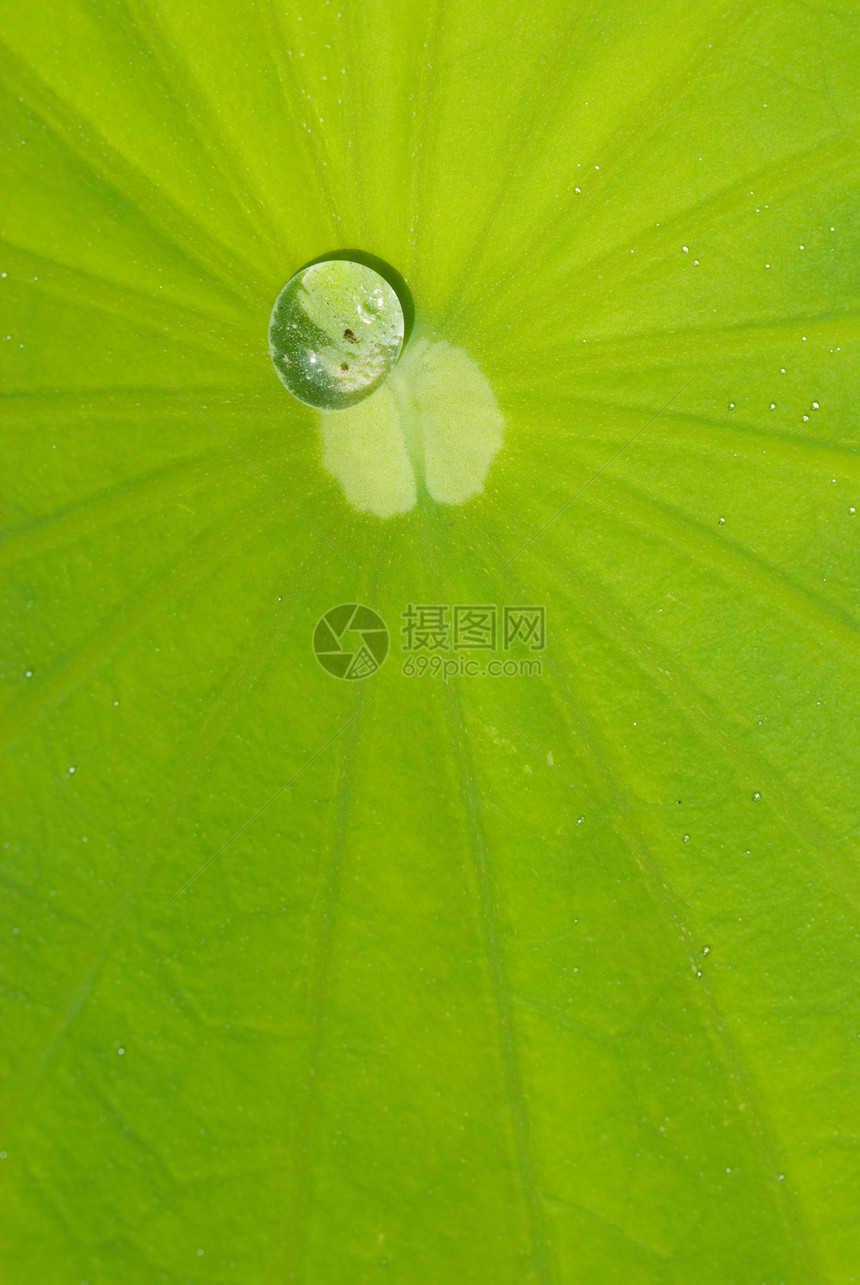 含露水的海水叶静脉绿色热带叶子雨滴飞沫植物学软垫宏观植物图片