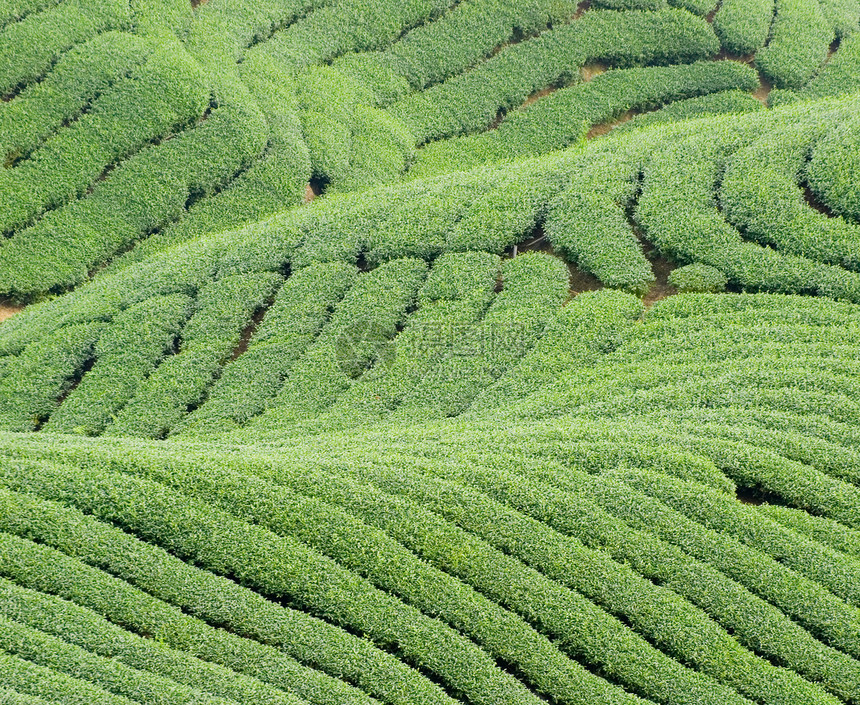 复杂的陆地形态和茶叶树场地热带生长季节地貌栽培叶子农村旅游风景图片