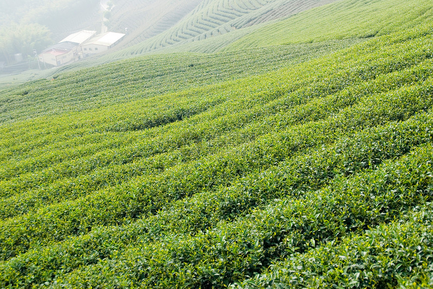 茶叶农场土地风景高地生长叶子场地爬坡旅游场景植物图片