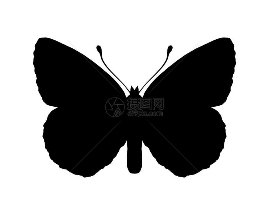 蝴蝶翅膀动物昆虫昆虫学插图科学图片