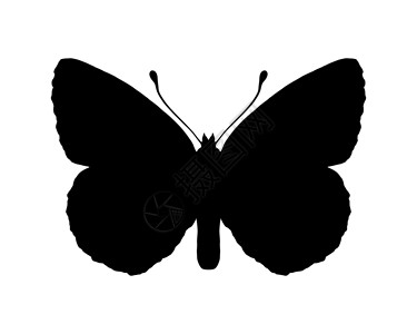 蝴蝶翅膀动物昆虫昆虫学插图科学背景图片