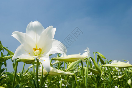 百合草白百里花园农场草地花店植物百合美丽宏观太阳花瓣背景