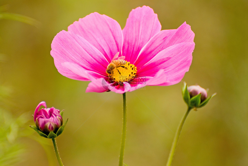 蜜蜂和粉色菊花图片