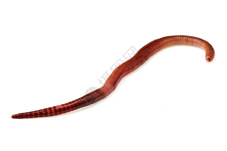 蚯蚓生物学宏观红色钓鱼棕色动物居住空白生物背景图片