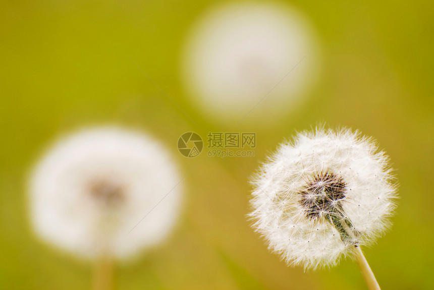 德迪利翁集团种子宏观草地植物自由杂草植物群生活植物学生长图片