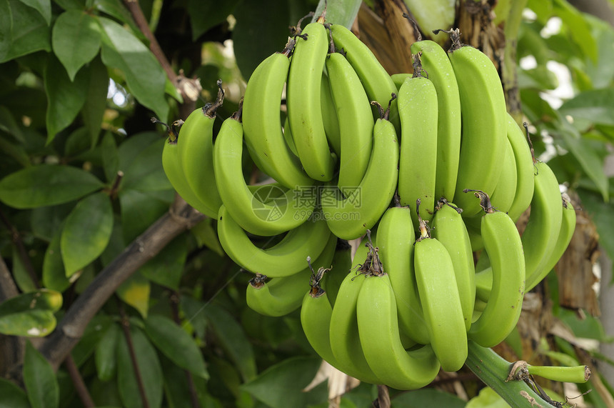 一群绿香蕉图片