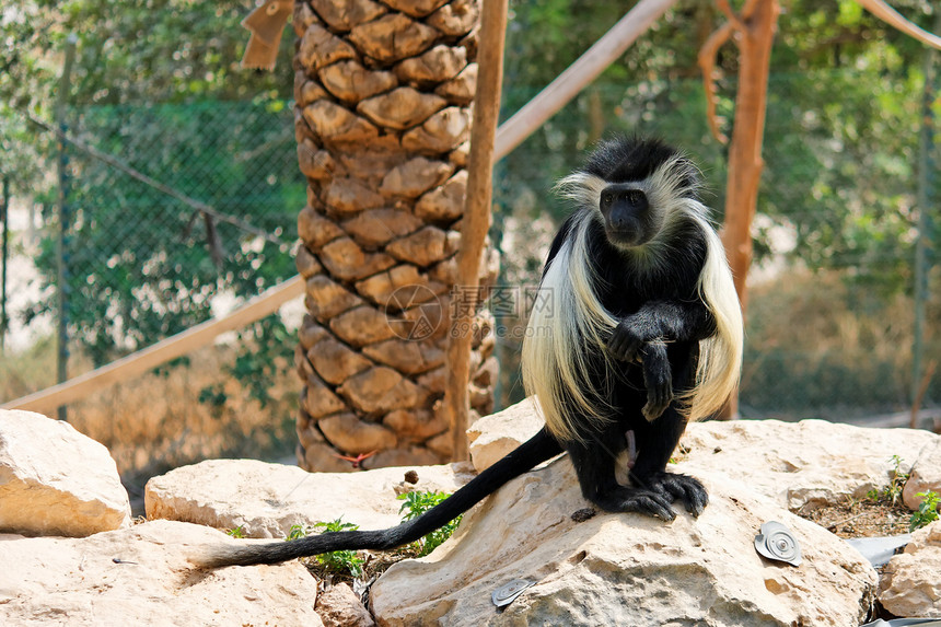 坐在动物园棕榈树下面的黑白小猴子图片