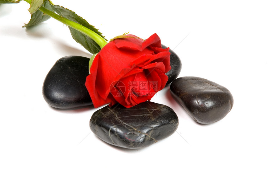 白色背景的红玫瑰 带红色的冰水石图片