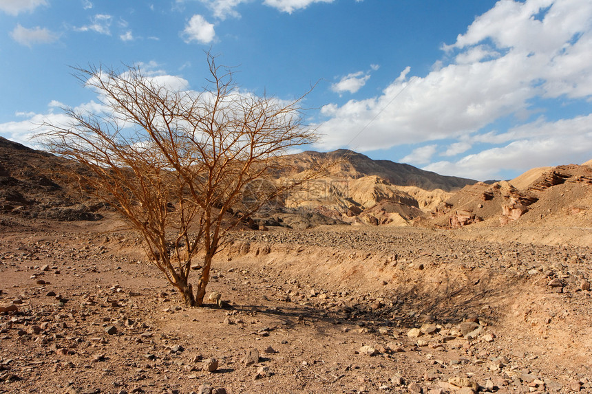 沙漠景观 树木干燥山脉小路悬崖孤独季节内盖夫远足风化丘陵侵蚀图片
