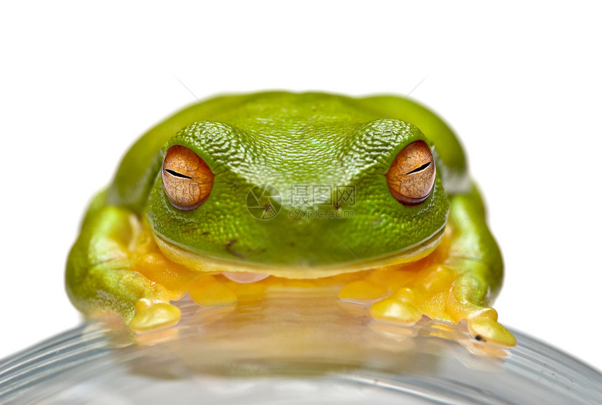 绿树青蛙睡眠野生动物玻璃动物图片