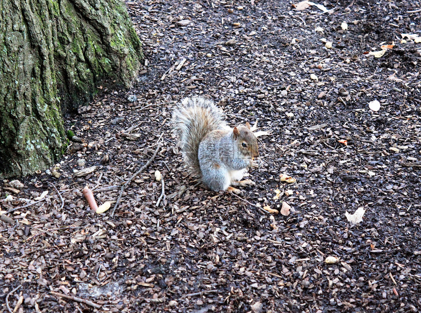 纽约中央公园松松鼠图片