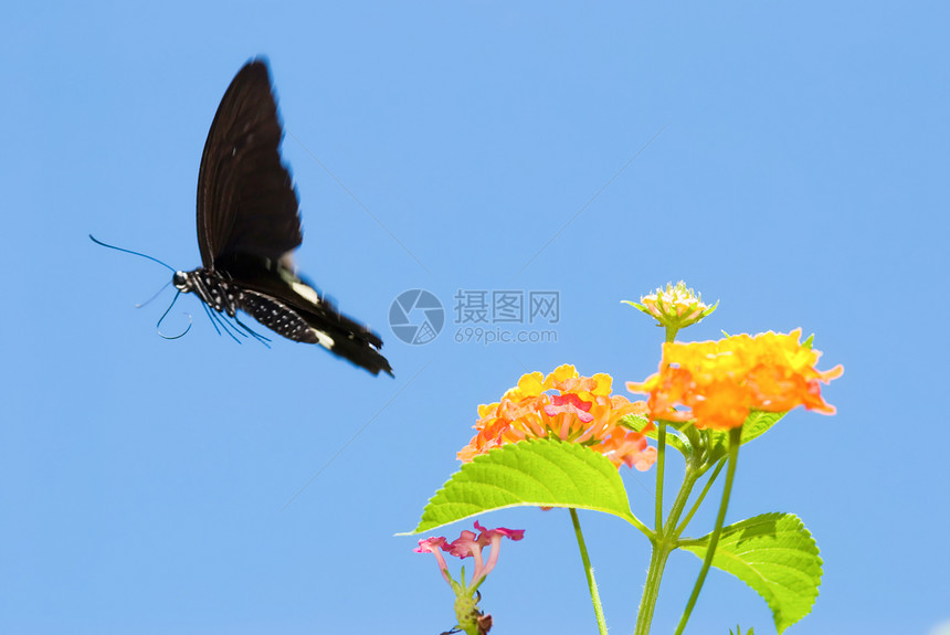 自由概念的概念 食尾蝴蝶自由飞翔图片