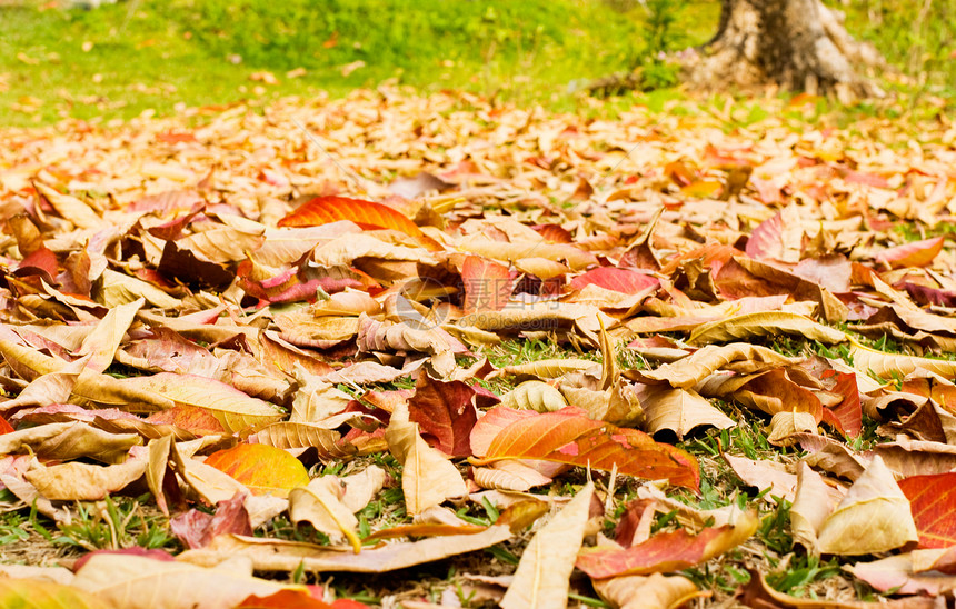 秋叶落落在草原上图片
