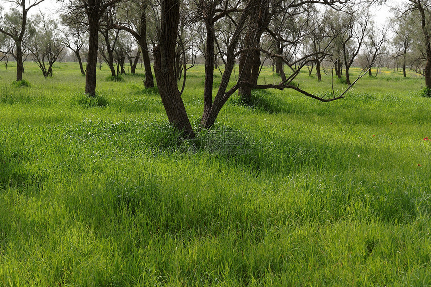 泉水中裸露的树木 在绿草和红花之间红色阴霾绿色黑色草地田园平原农村花朵农场图片