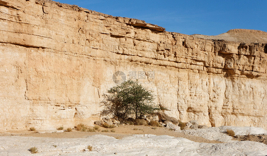 沙漠峡谷里的阿卡西亚树图片