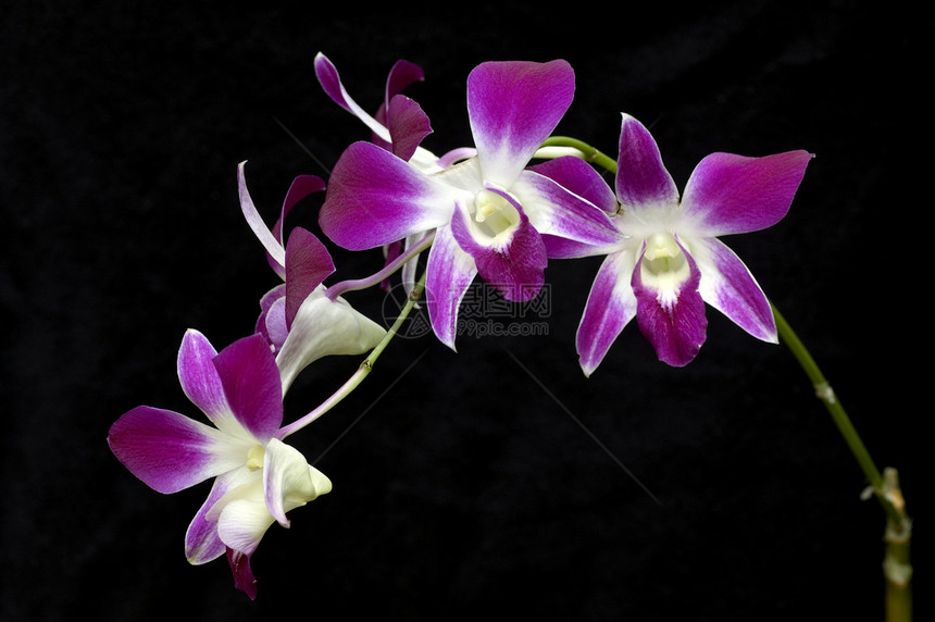 兰花花瓣热带种植园季节紫色香味植物异国植物群情调图片