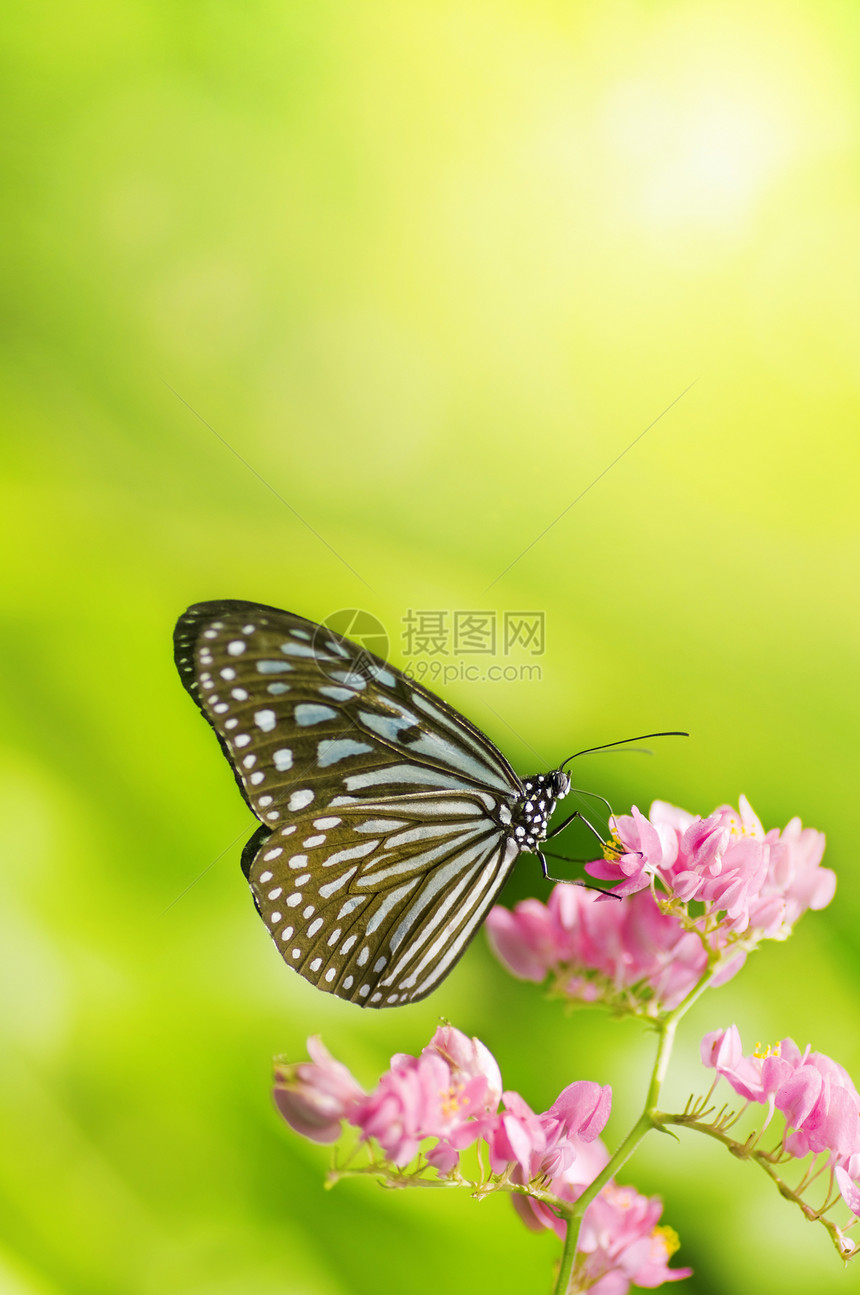 蝴蝶鳞翅目昆虫天线情调花粉花园植物群飞行热带香味图片