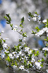 樱花花樱桃花季节背景图片