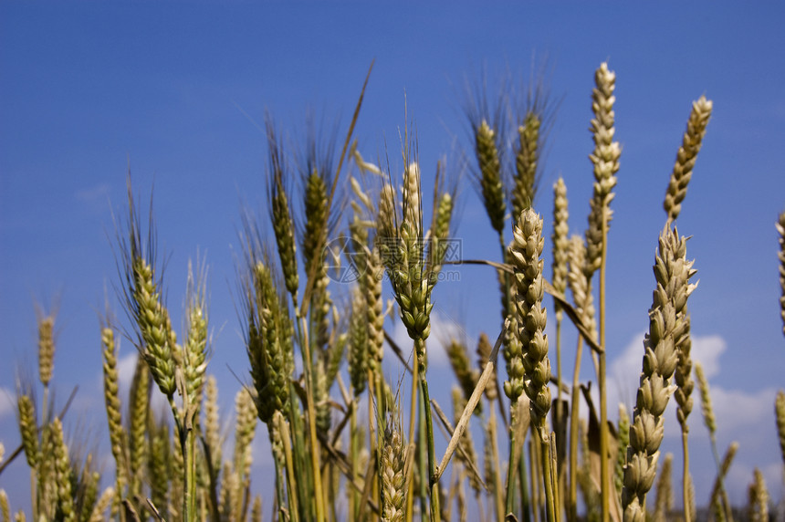 种植作物蓝色金子玉米收成稻草农场食物生产生长植物图片
