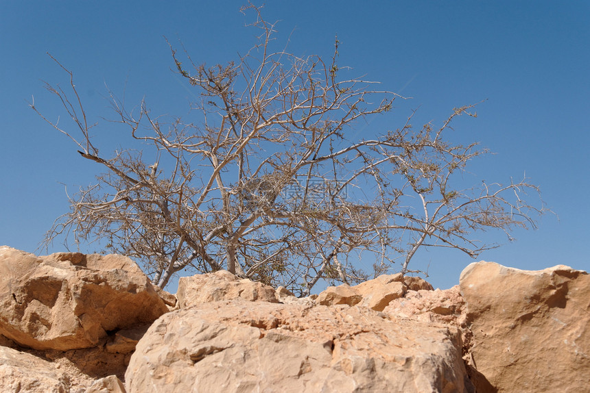 沙漠中天空背景的干珊瑚树图片