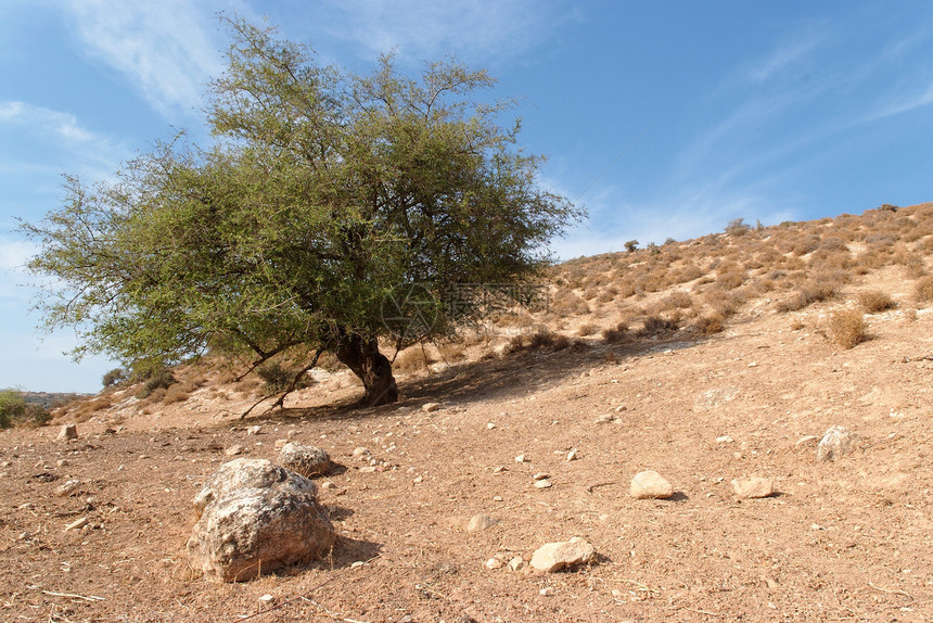沙漠中山丘上的孤树图片