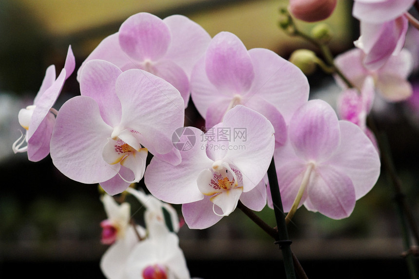 粉红兰花花花紫色热带粉色绿色植物投标花朵植物群异国树叶图片