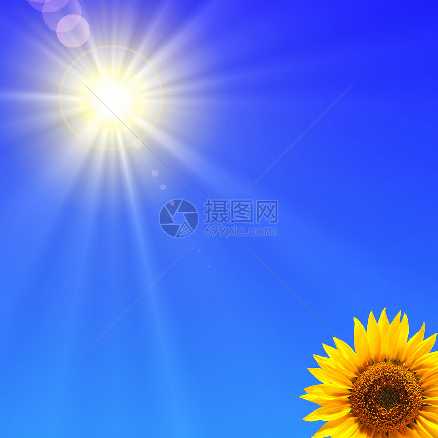 向日葵和蓝天空黄色蓝色草地天气天空晴天活力力量植物太阳图片