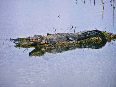 岛上鳄鱼阿纳瓦克高清图片