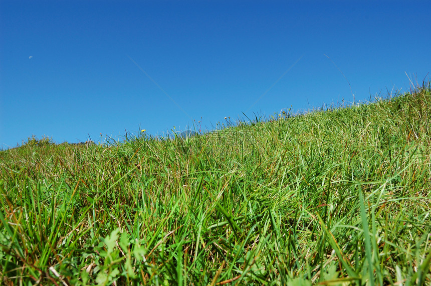 草和天空美丽晴天环境场景草地地平线生长阳光国家植物图片