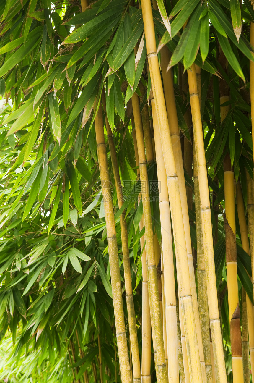 竹木树植物木头生长花园生活管道丛林植物群森林叶子图片