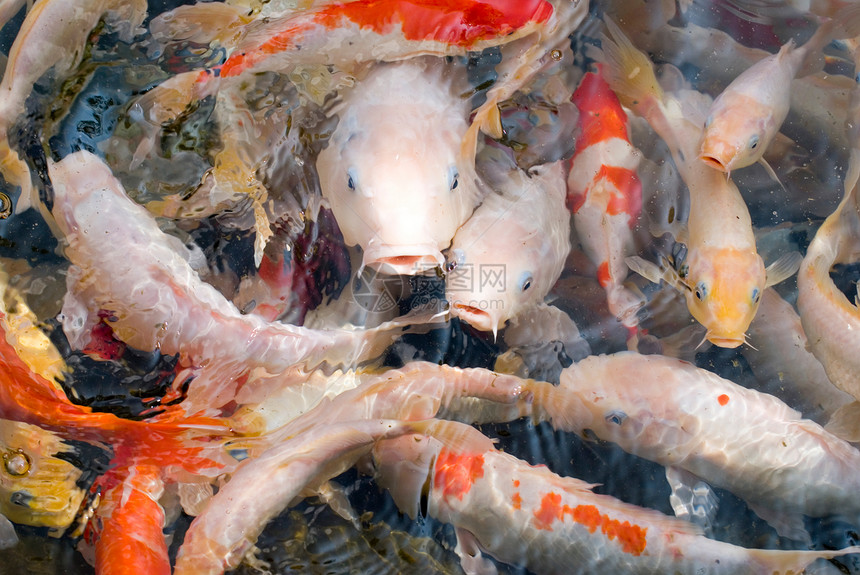 在透明的水中 有丰富多彩的鱼类水池橙子宠物锦鲤金鱼金子财富爱好人群动物图片