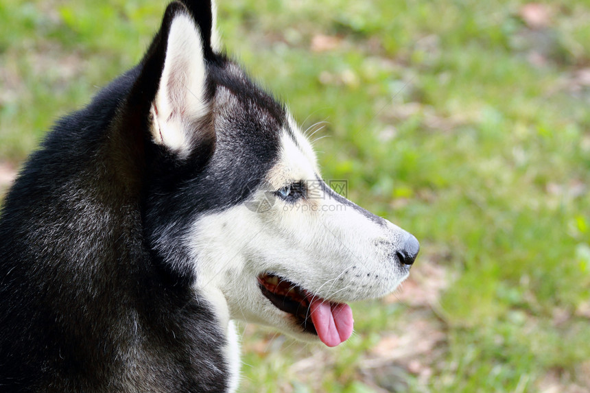 霍斯基白色小狗朋友小猫哺乳动物犬类动物图片