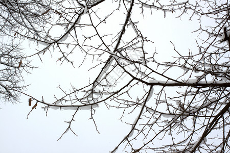 树枝上下雪状况天气生长危机背景图片