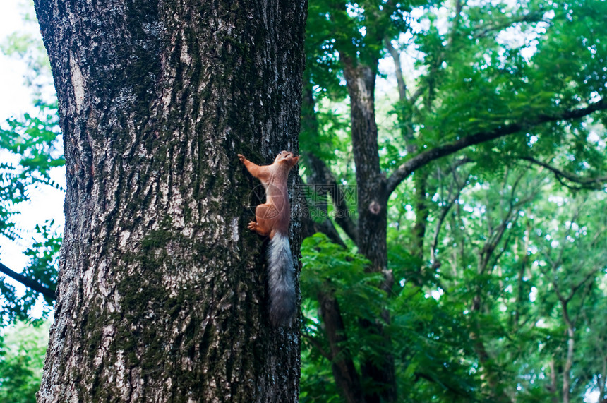 红松鼠坐在树上荒野墙纸坚果森林头发生物尾巴野生动物木头哺乳动物图片