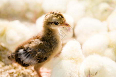 杰出小妞鸟类生活家禽棕色动物动物群家畜小鸡团体流感背景图片