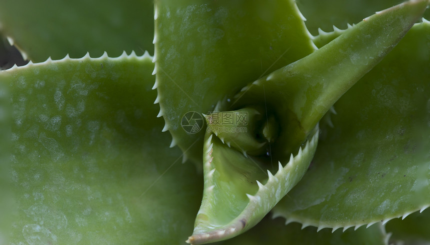 Cactus 宏美丽花园天空蓝色旅行植物植物群紫色花朵生长图片