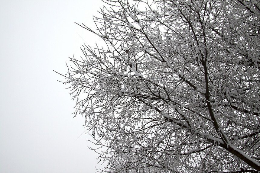 树枝上下雪危机生长状况天气图片