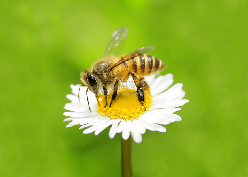 蜜蜂花瓣草地工作压痛投标宏观洋甘菊植物群野生动物异国图片