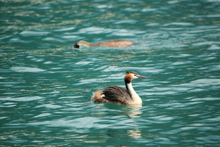 鷉grebe 鸭背景