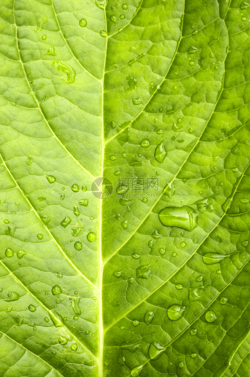 叶子中的宏水滴叶绿素植物植物群宏观花园生长生活神经雨滴图片